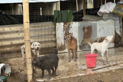 Las mascotas quedaron bañados de lodo tras el desbordamiento del río Garrapata