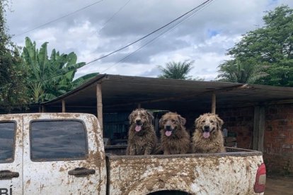 Desde la Prefectura de Manabí también hubo su respaldo para el albergue y los canes