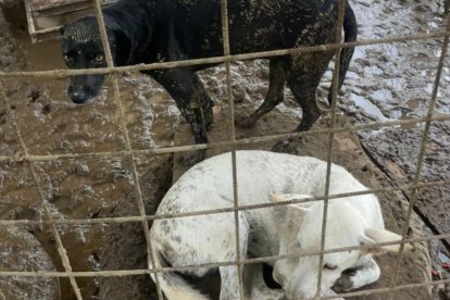 Perritos intentaban mantenerse sobre una llanta para no caer en el lodo.