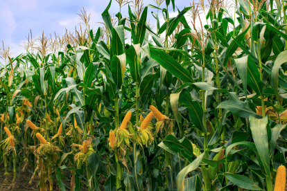 El Gobierno defiende el acuerdo comercial con Estados Unidos, destacando oportunidades de exportación para productos ecuatorianos.