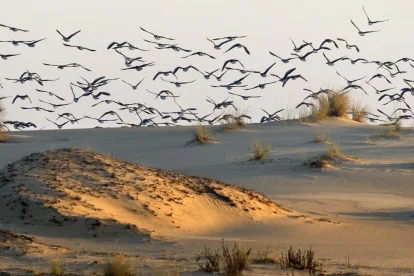 Investigadores evaluaran 110 pares de sonidos grabados correspondientes a animales de 16 especies