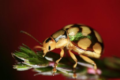Las preferencias por algunos sonidos animales son más universales de lo que se creía