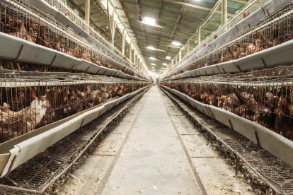 Las aves viven en hacinadas en jaulas estrechas