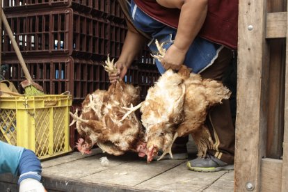 Las aves son maltratadas a menudo.