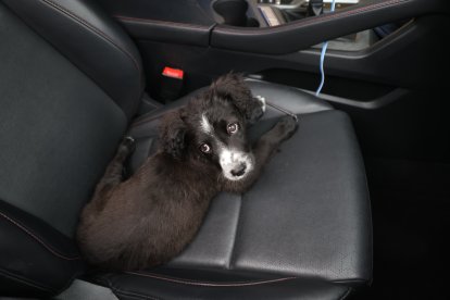 Peluche normalmente va en el maletero, pero a veces se cruza a los asientos delanteros.