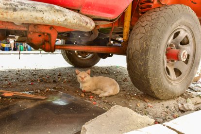 Un gatito busco refugio tras la explosión que afectó el suburbio de Guayaquil este 5 de abril.