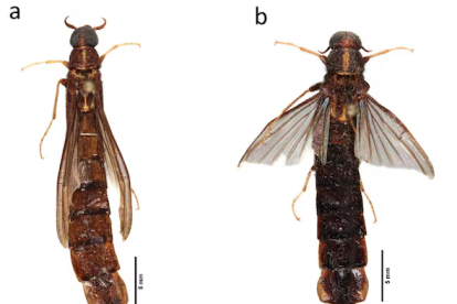 Atractocerus brasiliensis . a) Macho, vista dorsal, b) Hembra, vista dorsal