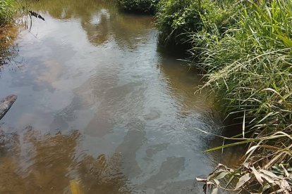 Mancha de hidrocarburo en el río Cócola, donde el agua refleja la contaminación tras un nuevo