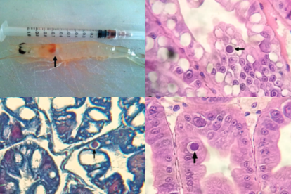 El CMNV ha sido estudiado durante años en camarones y peces