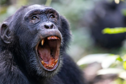 La muerte de líderes y la ruptura de vínculos sociales desencadenaron el conflicto interno