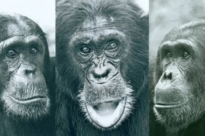 Casos previos como la guerra de Gombe en los años 70 muestran que la violencia entre chimpancés no es nueva