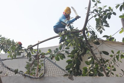 Personal de limpieza y bomberos retira los restos del árbol tras el incidente registrado la noche del lunes en Sauces 3.