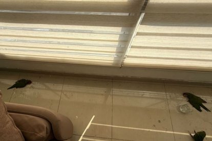 Tres loros silvestres de cabeza roja murieron por el calor extremo en Guayaquil.