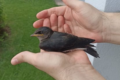 Las golondrinas también se ven afectadas por las altas temperaturas.