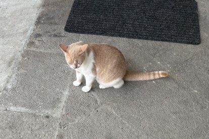 Las mascotas de pelaje claro son más propensas a desarrollar cáncer de piel.