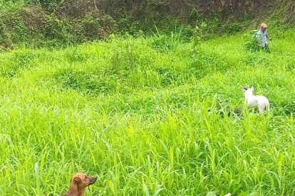 En el sitio Las Cañas, del cantón Junín, Anthony cuenta con un terreno donde quiere edificar el refugio de animales