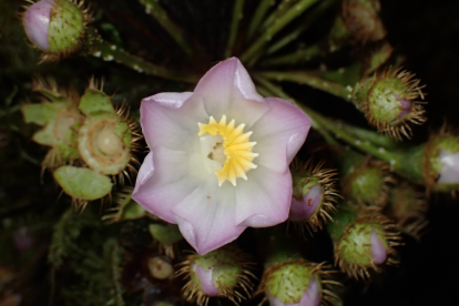 Blakea antennata despliega su estructura en forma de “antena” para atraer tanto colibríes como murciélagos, una estrategia evolutiva excepcional