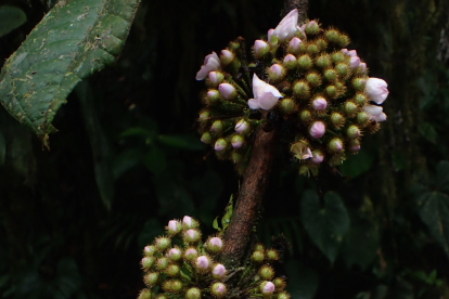 Blakea gorgona sorprende con su olor a moho, una estrategia evolutiva que podría atraer polinizadores específicos en los bosques andinos