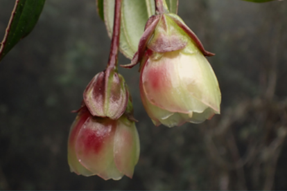 Blakea rubiginosa libera su polen mediante vibraciones de abejas, una muestra de la precisión evolutiva que esconde la biodiversidad andina