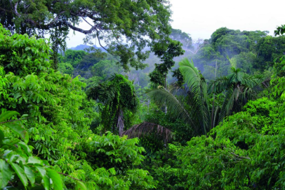 Ecuador, pese a su tamaño, alberga una de las biodiversidades más ricas del planeta, con especies únicas que no existen en ningún otro lugar