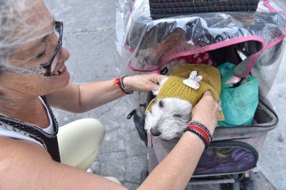 Pequeñita, su fiel acompañante de labores.