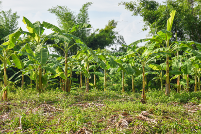 El sector bananero también sufre por el toque de queda.