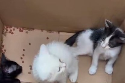 Estos son los gatitos rescatados.