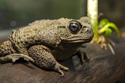 El refugio se convierte en la última esperanza para ranas amenazadas por la minería y el cambio climático.
