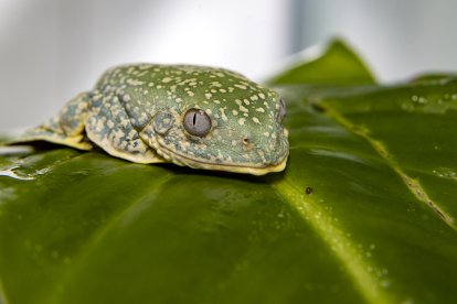 Científicos ecuatorianos crían y liberan ranas para salvarlas de la extinción en medio de múltiples amenazas.