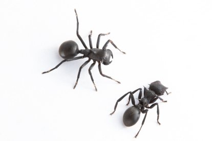 El nombre de la especie fue elegido por los investigadores David R. Díaz-Guevara, Adrián Troya y Mariela Dominguez-Trujillo