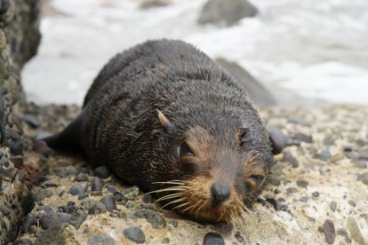 El lobo marino descansa sobre las rocas de Playa Las Palmas, tras ser rescatado por bomberos de Esmeraldas y devuelto a su hábitat natural.