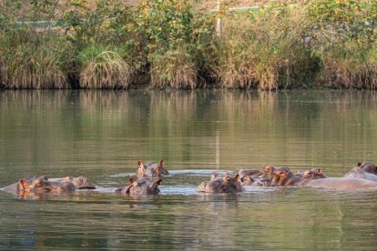 Colombia lleva años debatiendo qué hacer con los casi 200 hipopótamos salvajes que habitan las riberas del río Magdalena