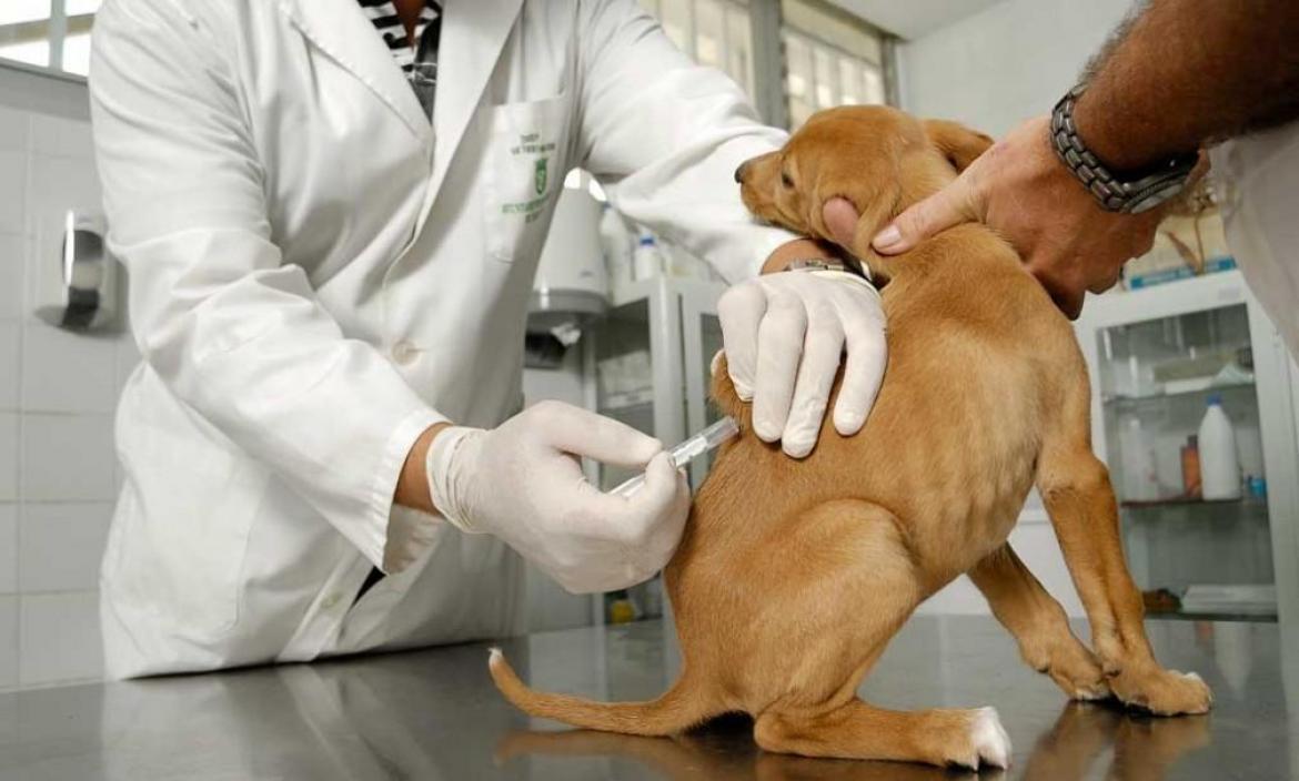 perro vacuna