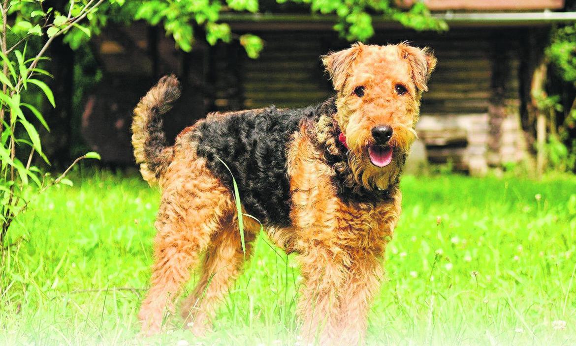 airedale