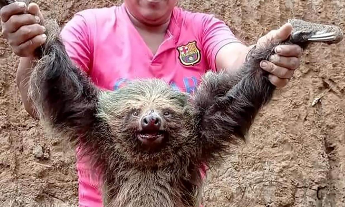 La muerte a garrotazos de un oso perezoso causa indignación en Ecuador!