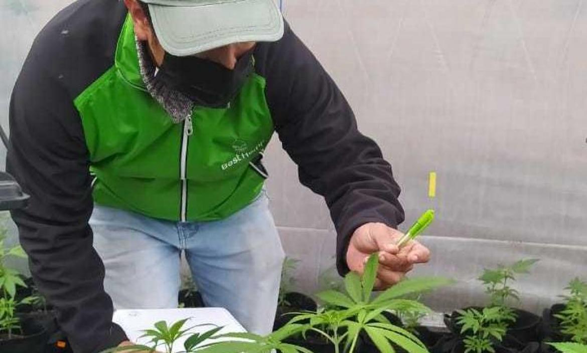 Cannabis medicinal - Legislación - Quito