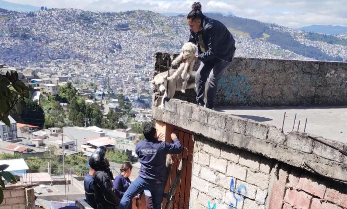 Perro - maltratado - Quito