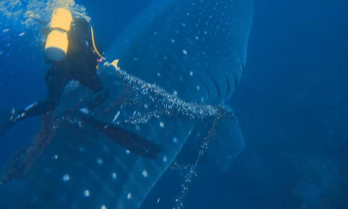 Buzo salva a tiburón ballena en Galápagos