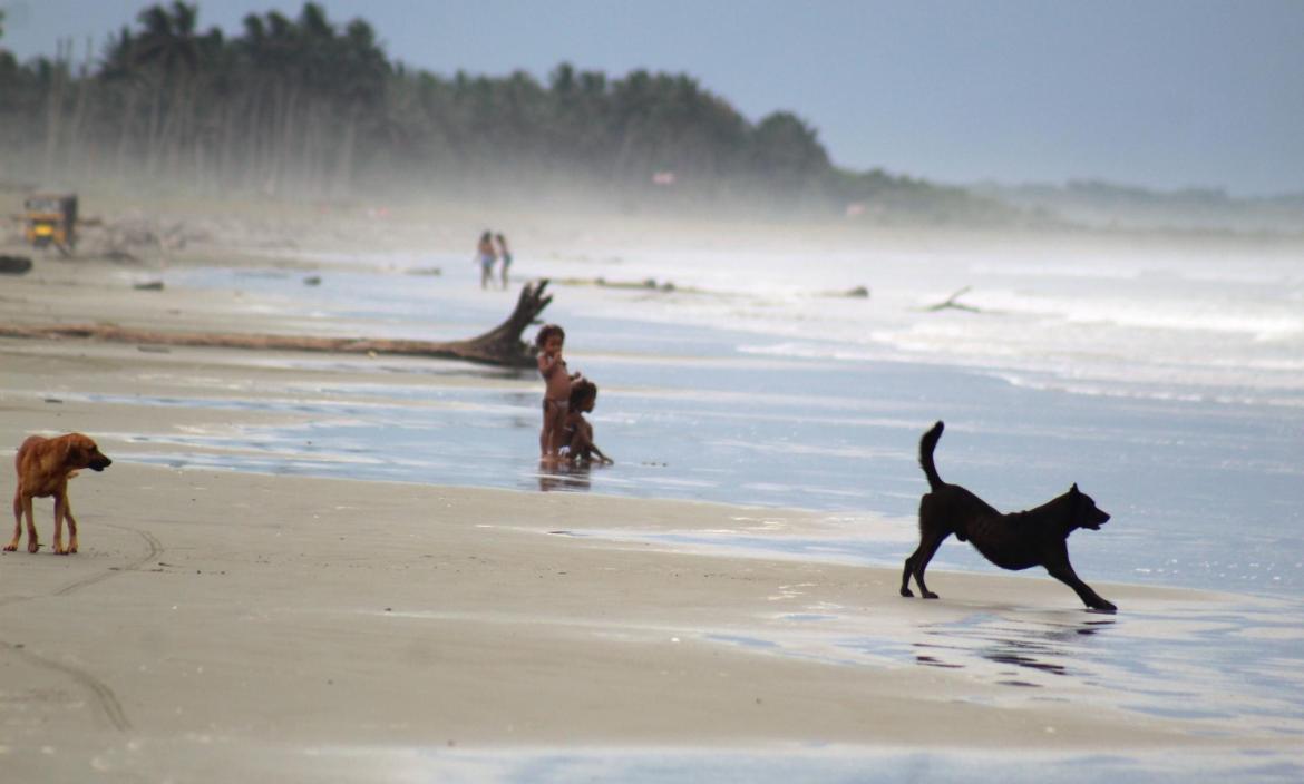 El perrito Wilson (café) paseando en la playa de Muisne.