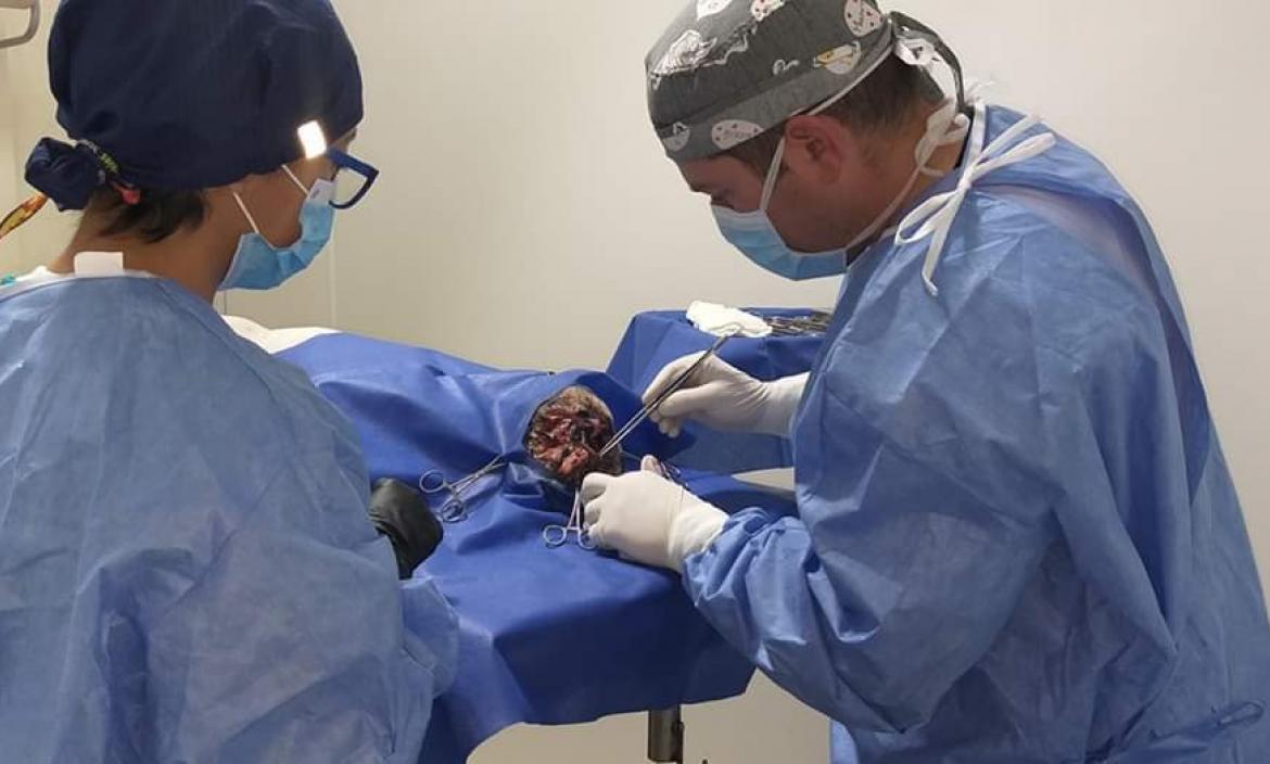 Dos médicos veterinarios operaron a la perrita. La intervención quirúrgica para salvarle la vida duró cerca de cinco horas.