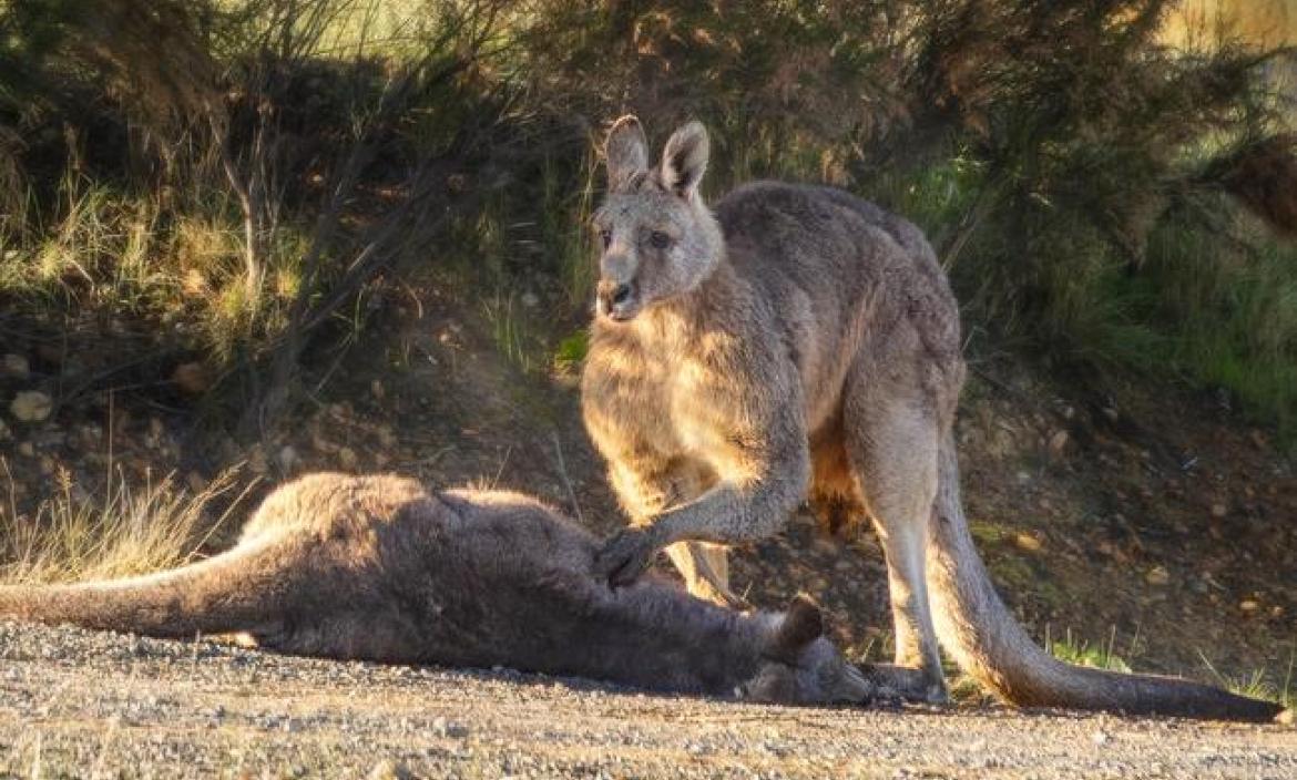 canguro-muerto-viral-australia