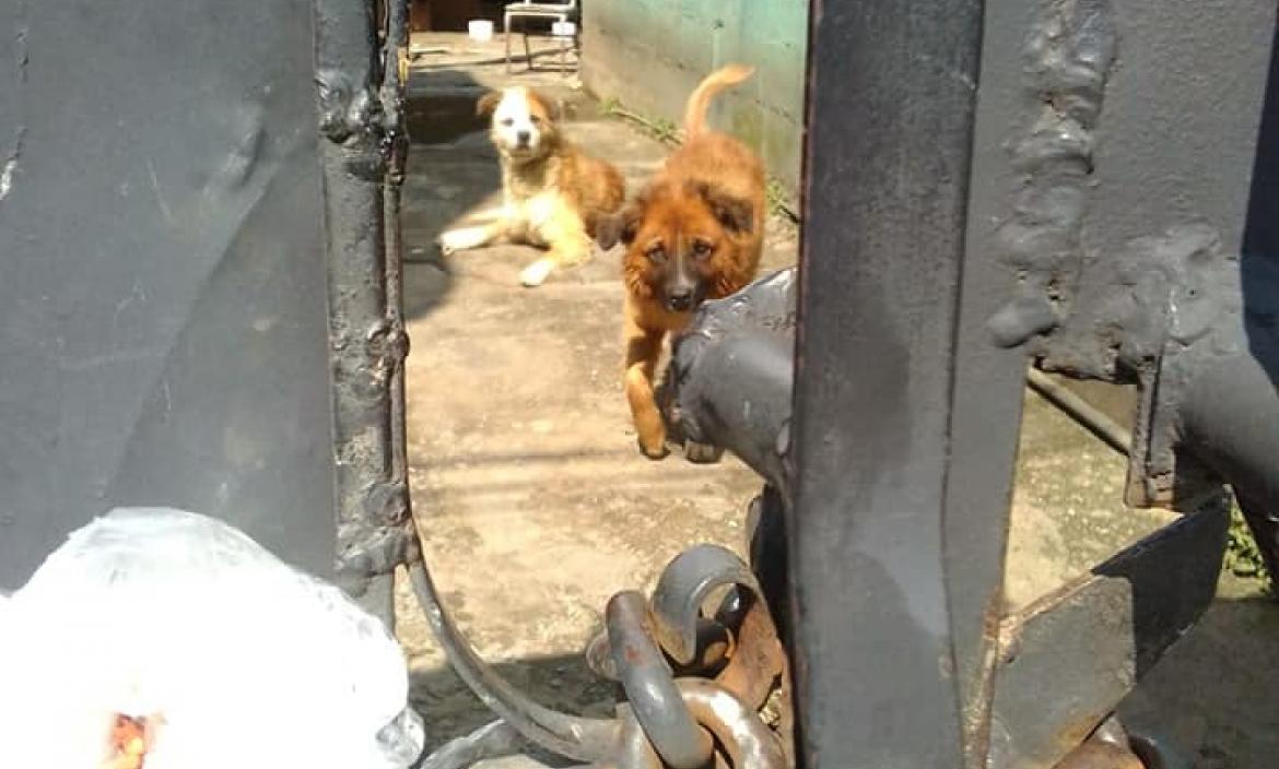 Imagen perritos violados Lucky