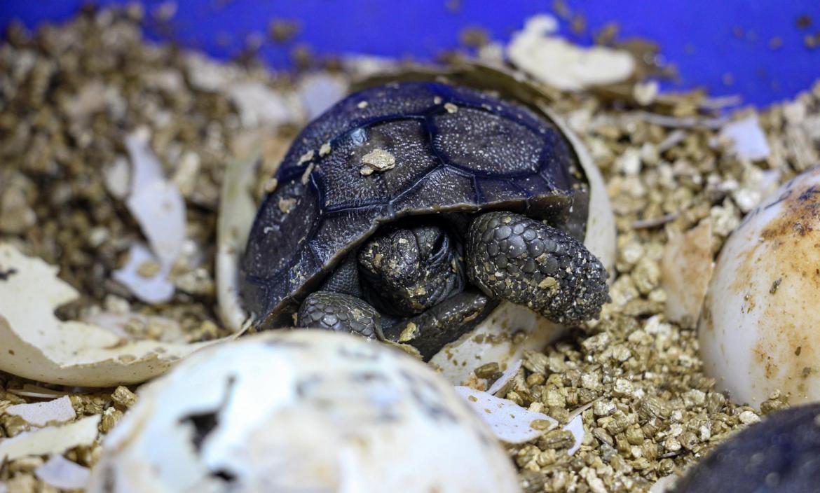 Una veintena de tortugas abandonan la incubadora en proyecto en las Galápagos
