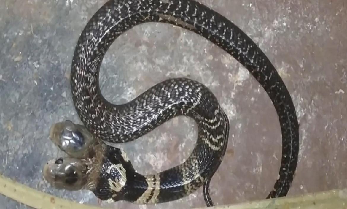 Imagen 191211211412-serpiente-de-dos-cabeza (28559676)