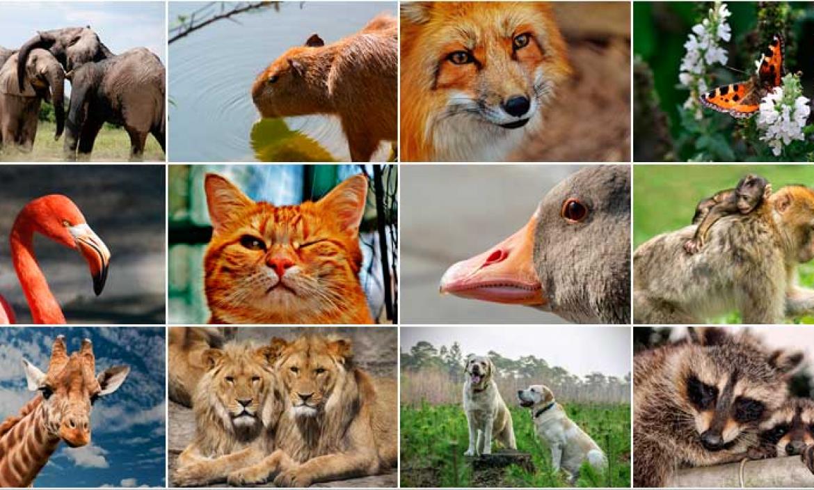 Imagen animales
