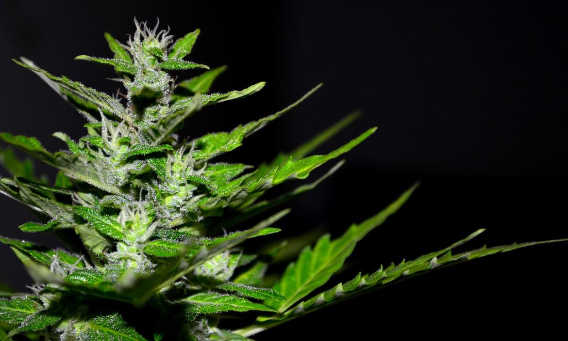 Imagen cannabis-2761102_1280