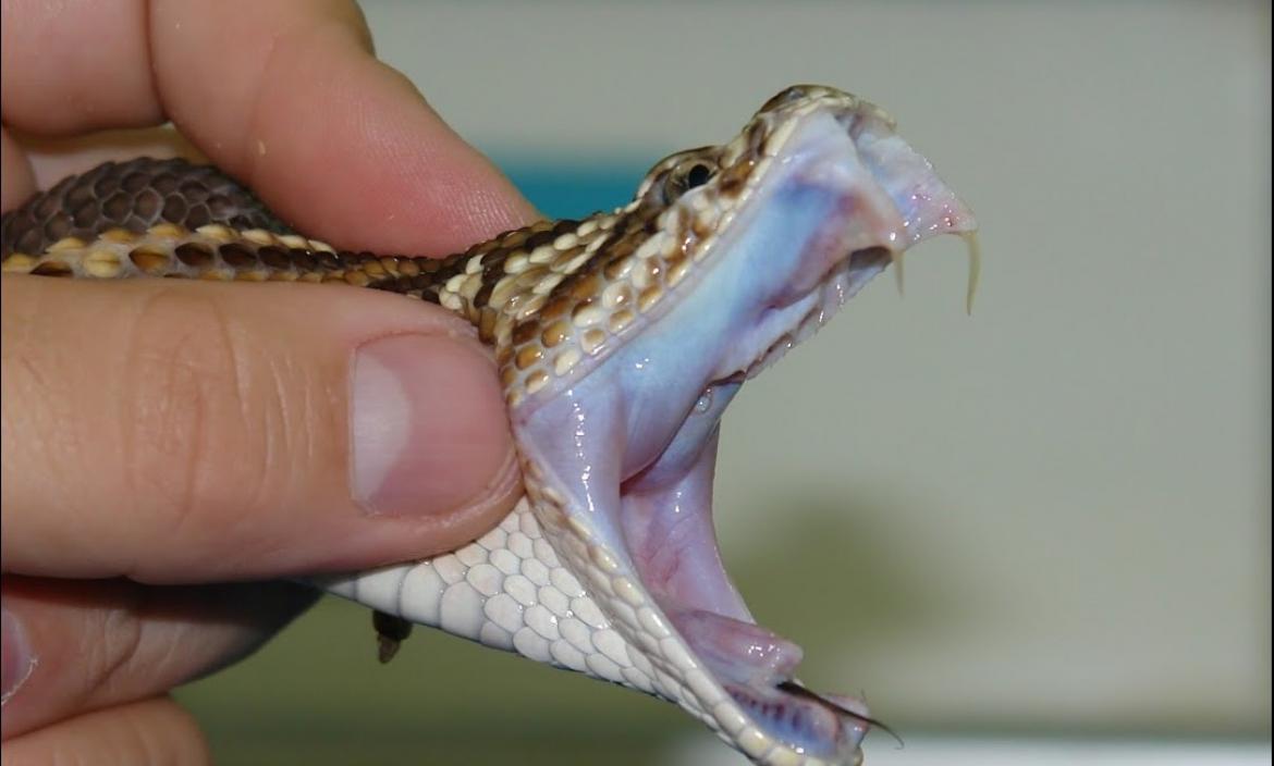 Imagen Mordedura de serpiente