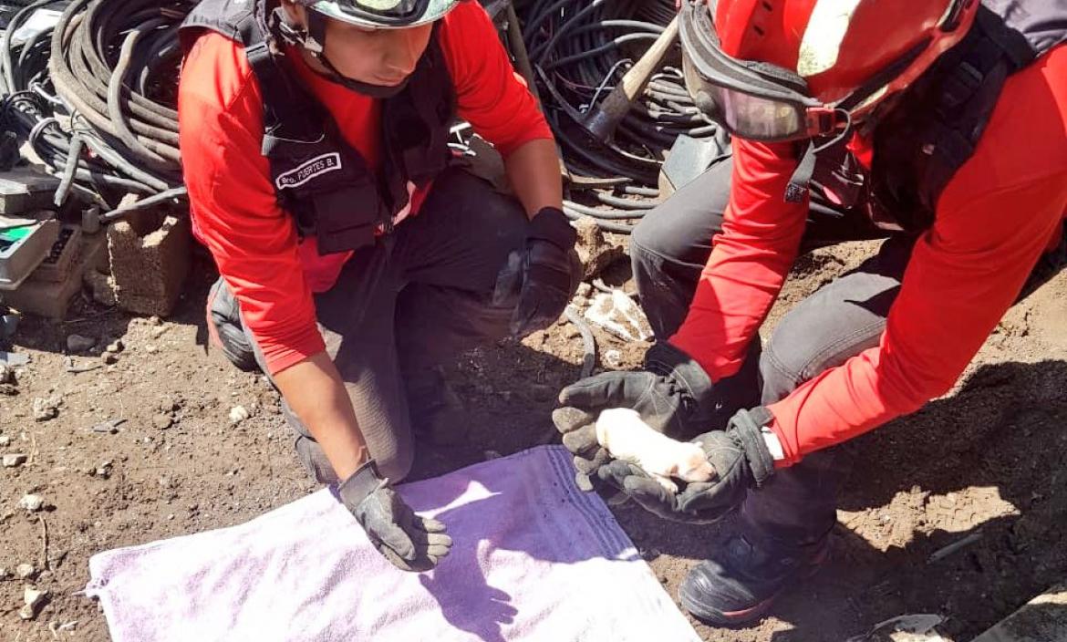 Imagen rescate perros1