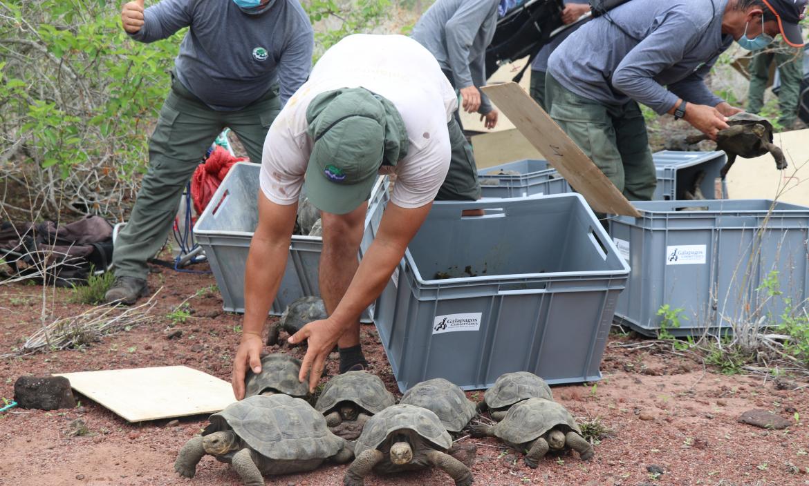 Tortugas en isla Santa Fe