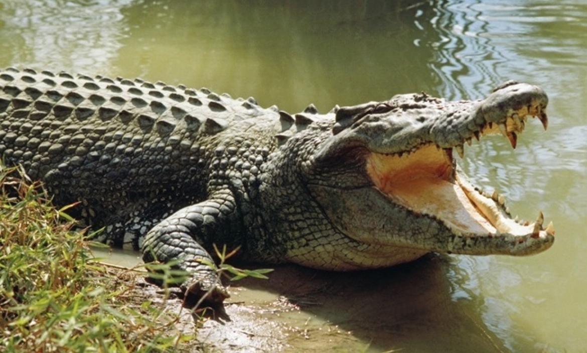 El cocodrilo se comió a un niño que estaba pescando, en Indonesia.